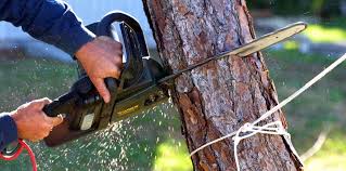Best Leaf Removal  in New Union, TN