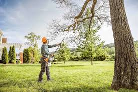 Best Tree Cabling and Bracing  in New Union, TN