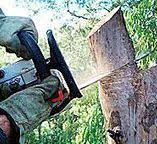 Tree and Shrub Care in New Union, TN
