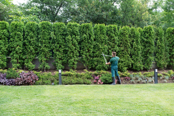 Best Tree Disease Treatment  in New Union, TN
