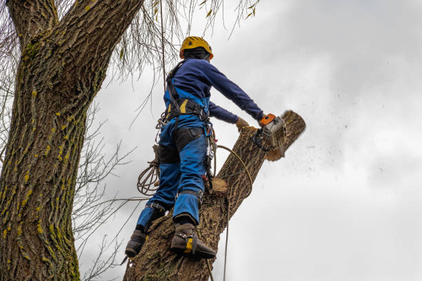 Best Commercial Tree Services  in New Union, TN