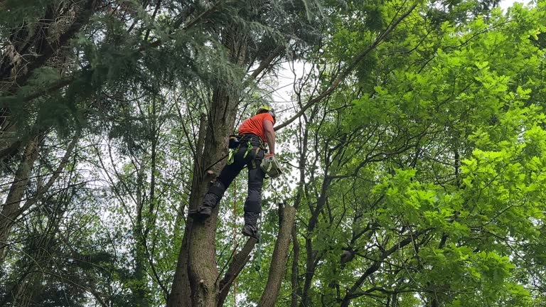 Best Seasonal Cleanup (Spring/Fall)  in New Union, TN