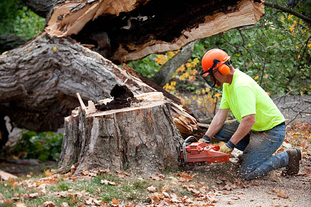 How Our Tree Care Process Works  in  New Union, TN
