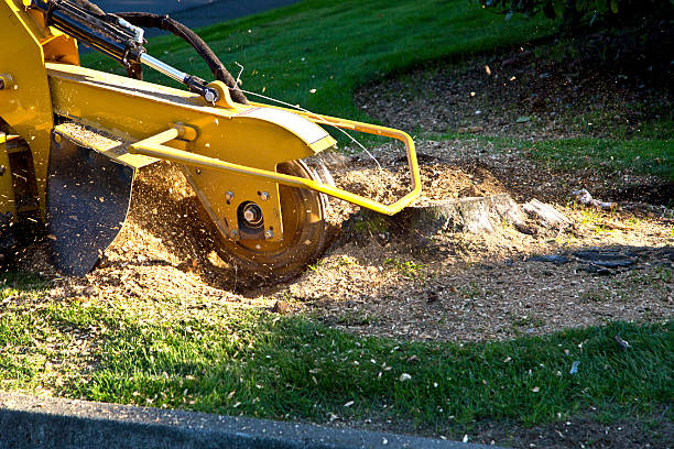 Best Stump Grinding and Removal  in New Union, TN