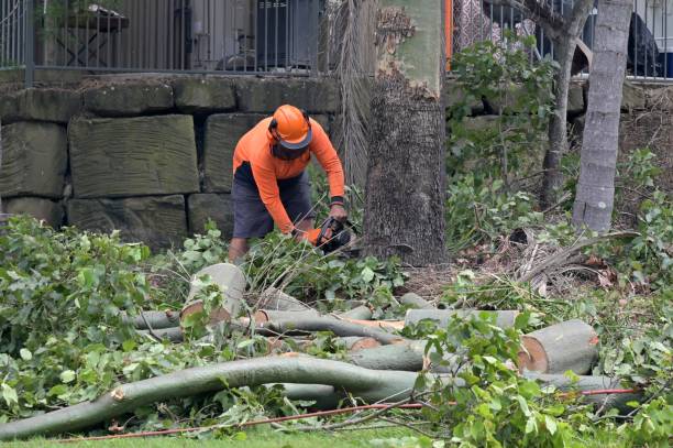 Best Tree Maintenance Programs  in New Union, TN