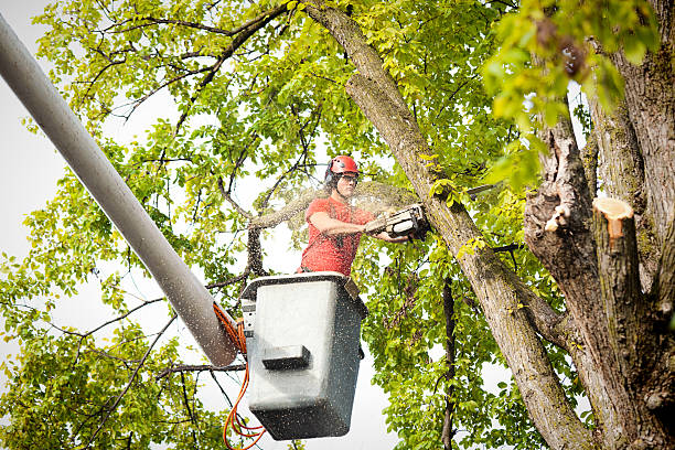 Best Tree Disease Treatment  in New Union, TN