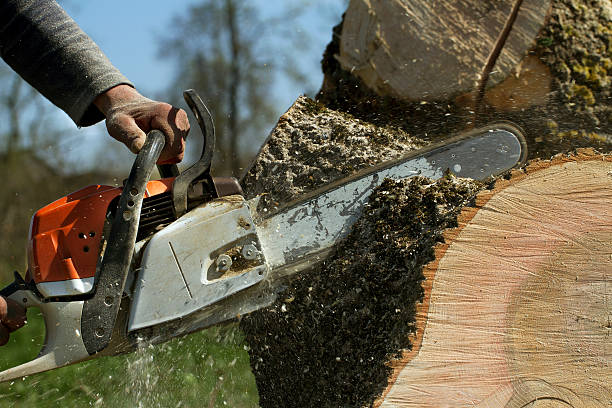 Best Lawn Grading and Leveling  in New Union, TN